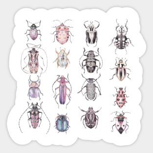 Beetles in Pinks Purples Black and White Sticker